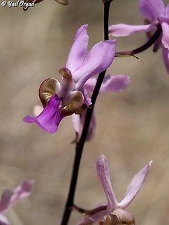 Eulophia livingstoneana  Eulophia livingstoneana,Geotagged,Madagascar,Spring