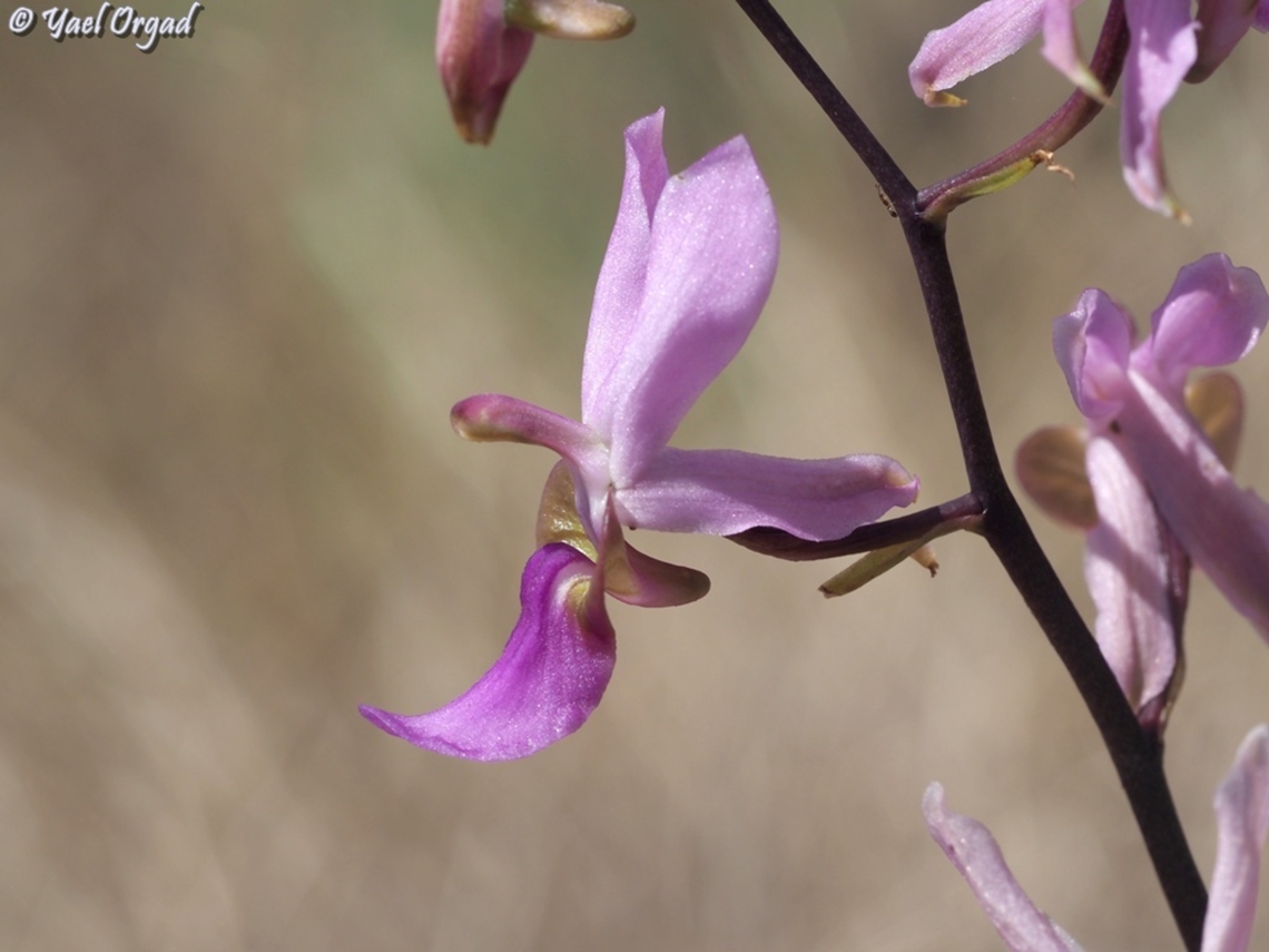 Eulophia livingstoneana  Eulophia livingstoneana,Geotagged,Madagascar,Spring