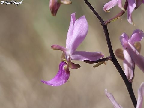 Eulophia livingstoneana  Eulophia livingstoneana,Geotagged,Madagascar,Spring
