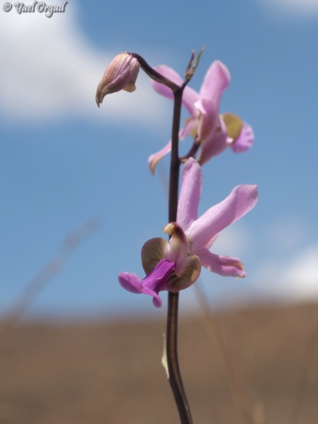 Eulophia livingstoneana  Eulophia livingstoneana,Geotagged,Madagascar,Spring