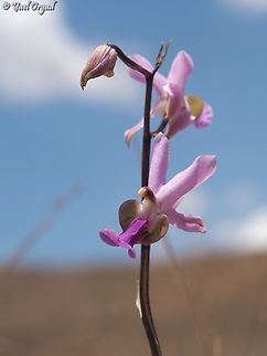 Eulophia livingstoneana  Eulophia livingstoneana,Geotagged,Madagascar,Spring