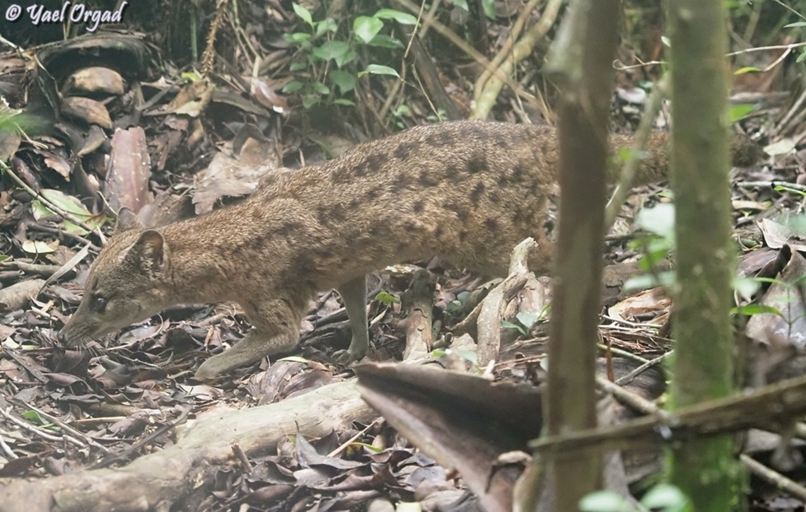 Fossa fossana - Striped Malagasy Civet in Ranomafana park<br />
also here:<br />
<figure class="photo"><a href="https://www.jungledragon.com/image/173054/fossa_fossana.html" title="Fossa fossana"><img src="https://s3.amazonaws.com/media.jungledragon.com/images/3519/173054_thumb.JPG?AWSAccessKeyId=05GMT0V3GWVNE7GGM1R2&Expires=1769040010&Signature=v7Xh7tOLn0%2FjZFRTmakcLaryLDo%3D" width="200" height="150" alt="Fossa fossana in Ranomafana park<br />
also here:<br />
https://www.jungledragon.com/image/173052/fossa_fossana_-_striped_malagasy_civet.html<br />
https://www.jungledragon.com/image/173053/fossa_fossana.html Fossa fossana,Geotagged,Madagascar,Malagasy civet,Spring" /></a></figure><br />
<figure class="photo"><a href="https://www.jungledragon.com/image/173053/fossa_fossana.html" title="Fossa fossana"><img src="https://s3.amazonaws.com/media.jungledragon.com/images/3519/173053_thumb.JPG?AWSAccessKeyId=05GMT0V3GWVNE7GGM1R2&Expires=1769040010&Signature=oGGGQd0PaOnBeuqQQ4CD2Gbnu4M%3D" width="200" height="150" alt="Fossa fossana in Ranomafana park<br />
also here: <br />
https://www.jungledragon.com/image/173052/fossa_fossana_-_striped_malagasy_civet.html<br />
https://www.jungledragon.com/image/173054/fossa_fossana.html Fossa fossana,Geotagged,Madagascar,Malagasy civet,Spring" /></a></figure> Fossa fossana,Geotagged,Madagascar,Malagasy civet,Spring