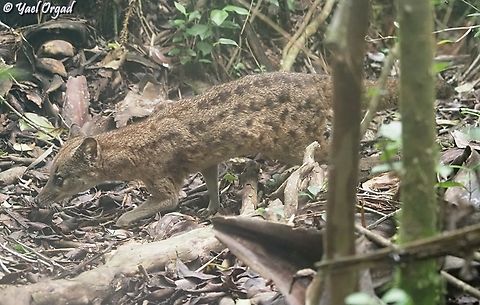 Fossa fossana - Striped Malagasy Civet in Ranomafana park
also here:
https://www.jungledragon.com/image/173054/fossa_fossana.html
https://www.jungledragon.com/image/173053/fossa_fossana.html Fossa fossana,Geotagged,Madagascar,Malagasy civet,Spring