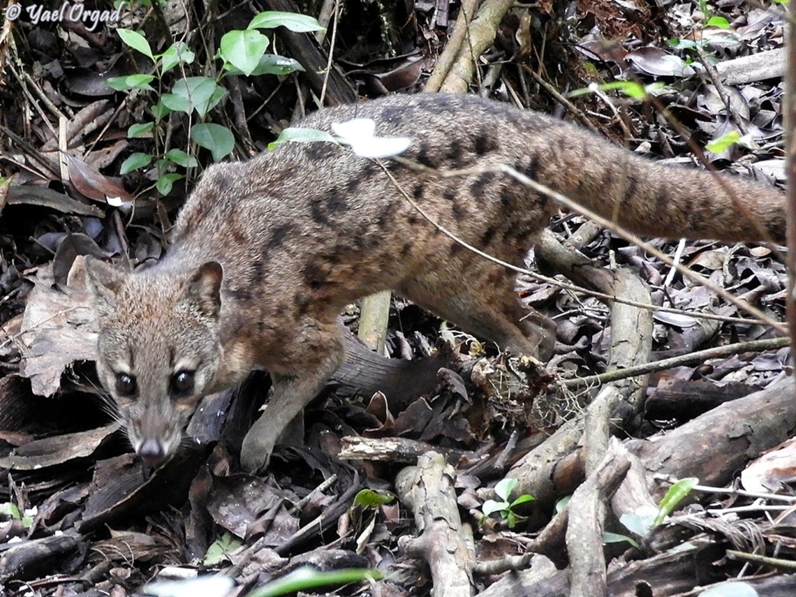 Fossa fossana in Ranomafana park<br />
also here: <br />
<figure class="photo"><a href="https://www.jungledragon.com/image/173052/fossa_fossana_-_striped_malagasy_civet.html" title="Fossa fossana - Striped Malagasy Civet"><img src="https://s3.amazonaws.com/media.jungledragon.com/images/3519/173052_thumb.JPG?AWSAccessKeyId=05GMT0V3GWVNE7GGM1R2&Expires=1769040010&Signature=IK2krw9LJRPLiNa4ICosIBrw6G4%3D" width="200" height="128" alt="Fossa fossana - Striped Malagasy Civet in Ranomafana park<br />
also here:<br />
https://www.jungledragon.com/image/173054/fossa_fossana.html<br />
https://www.jungledragon.com/image/173053/fossa_fossana.html Fossa fossana,Geotagged,Madagascar,Malagasy civet,Spring" /></a></figure><br />
<figure class="photo"><a href="https://www.jungledragon.com/image/173054/fossa_fossana.html" title="Fossa fossana"><img src="https://s3.amazonaws.com/media.jungledragon.com/images/3519/173054_thumb.JPG?AWSAccessKeyId=05GMT0V3GWVNE7GGM1R2&Expires=1769040010&Signature=v7Xh7tOLn0%2FjZFRTmakcLaryLDo%3D" width="200" height="150" alt="Fossa fossana in Ranomafana park<br />
also here:<br />
https://www.jungledragon.com/image/173052/fossa_fossana_-_striped_malagasy_civet.html<br />
https://www.jungledragon.com/image/173053/fossa_fossana.html Fossa fossana,Geotagged,Madagascar,Malagasy civet,Spring" /></a></figure> Fossa fossana,Geotagged,Madagascar,Malagasy civet,Spring