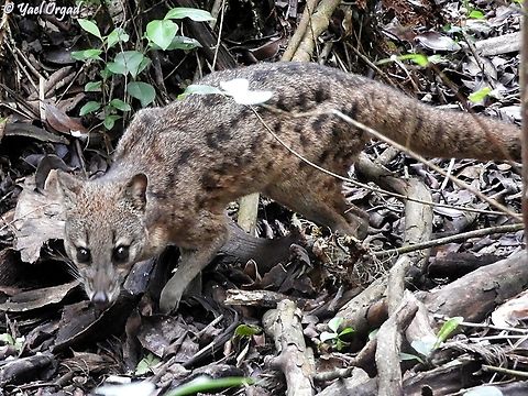 Fossa fossana in Ranomafana park
also here: 
https://www.jungledragon.com/image/173052/fossa_fossana_-_striped_malagasy_civet.html
https://www.jungledragon.com/image/173054/fossa_fossana.html Fossa fossana,Geotagged,Madagascar,Malagasy civet,Spring