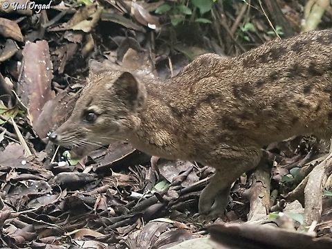 Fossa fossana in Ranomafana park
also here:
https://www.jungledragon.com/image/173052/fossa_fossana_-_striped_malagasy_civet.html
https://www.jungledragon.com/image/173053/fossa_fossana.html Fossa fossana,Geotagged,Madagascar,Malagasy civet,Spring