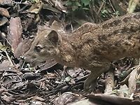 Fossa fossana in Ranomafana park<br />
also here:<br />
https://www.jungledragon.com/image/173052/fossa_fossana_-_striped_malagasy_civet.html<br />
https://www.jungledragon.com/image/173053/fossa_fossana.html Fossa fossana,Geotagged,Madagascar,Malagasy civet,Spring