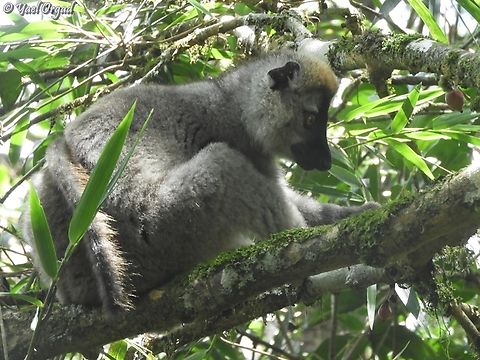 Eulemur rufifrons  Eulemur rufifrons,Geotagged,Madagascar,Southern red-fronted brown lemur,Spring