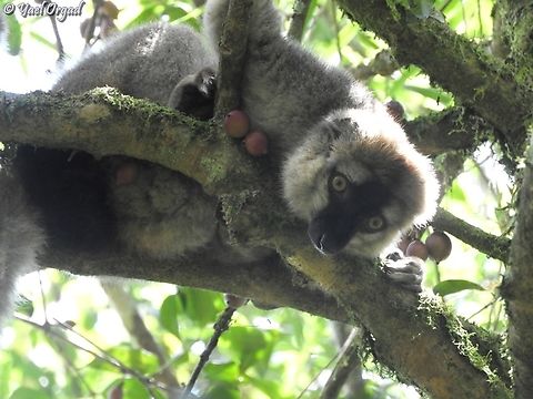 Eulemur rufifrons  Eulemur rufifrons,Geotagged,Madagascar,Southern red-fronted brown lemur,Spring
