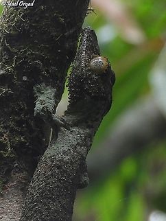 Uroplatus sikorae  Fall,Geotagged,Madagascar,Mossy leaf-tailed gecko,Spring,Uroplatus sikorae