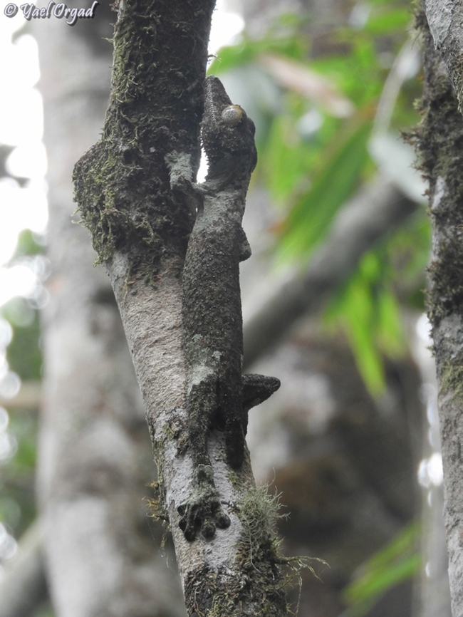 Uroplatus sikorae  Geotagged,Madagascar,Mossy leaf-tailed gecko,Spring,Uroplatus sikorae