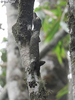 Uroplatus sikorae  Geotagged,Madagascar,Mossy leaf-tailed gecko,Spring,Uroplatus sikorae