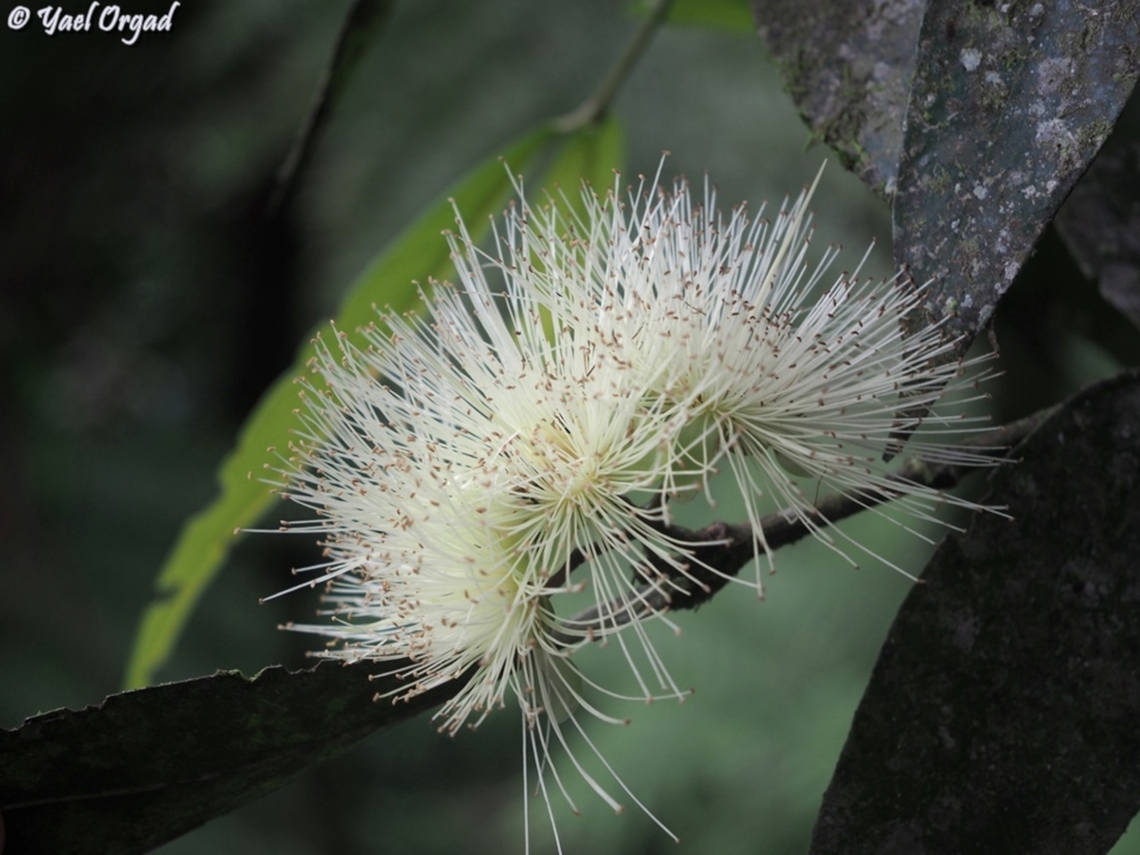 Syzygium jambos  Geotagged,Madagascar,Rose-apple,Spring,Syzygium jambos