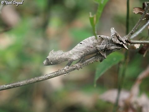 Uroplatus phantasticus  Geotagged,Madagascar,Satanic Leaf Tailed Gecko,Spring,Uroplatus phantasticus