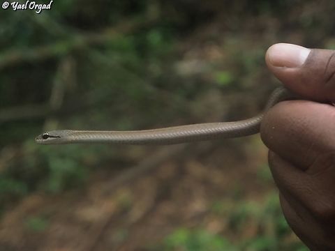 Thamnosophis infrasignatus in the hands of our guide...  Forest Water Snake,Geotagged,Madagascar,Spring,Thamnosophis infrasignatus