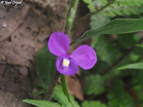 Coleotrype baronii  Coleotrype baronii,Geotagged,Madagascar,Spring