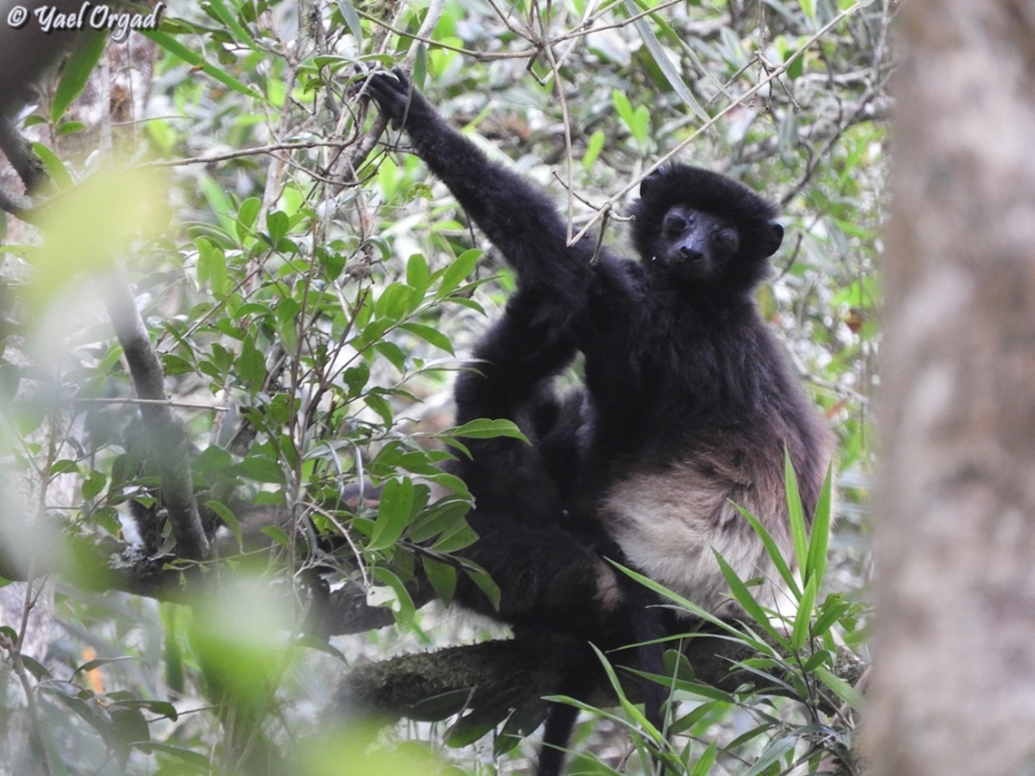 Milne-Eduard's Sifaka - Propithecus edwardsi  Geotagged,Madagascar,Milne-Edwards sifaka,Propithecus edwardsi,Spring