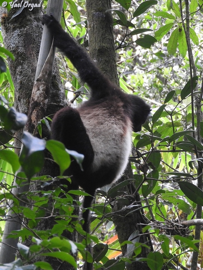 Milne-Eduard's Sifaka - Propithecus edwardsi  Geotagged,Madagascar,Milne-Edwards sifaka,Propithecus edwardsi,Spring