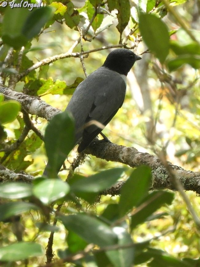 Ceblepyris cinereus  Ceblepyris cinereus,Coracina cinerea,Geotagged,Madagascar,Madagascar Cuckooshrike,Madagascar cuckooshrike,Spring