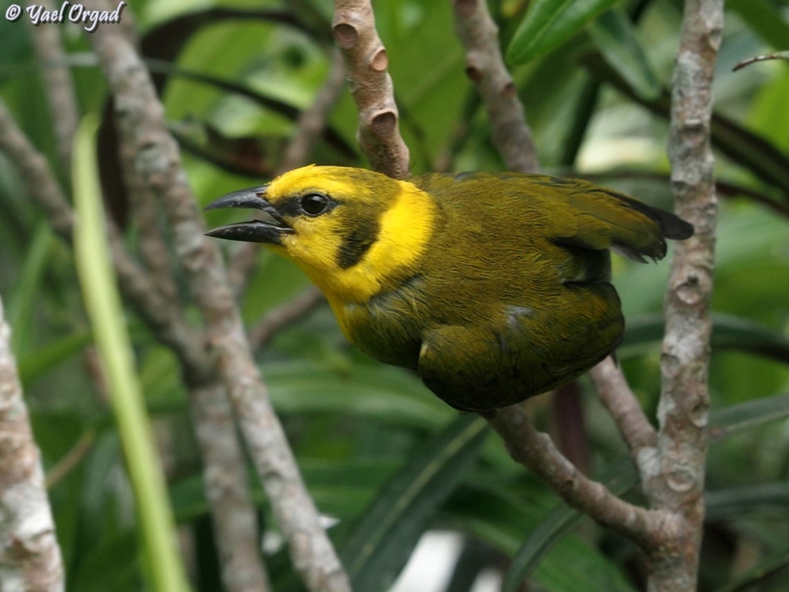 Nelicourvi weaver  Geotagged,Madagascar,Nelicourvi Weaver,Ploceus nelicourvi,Spring