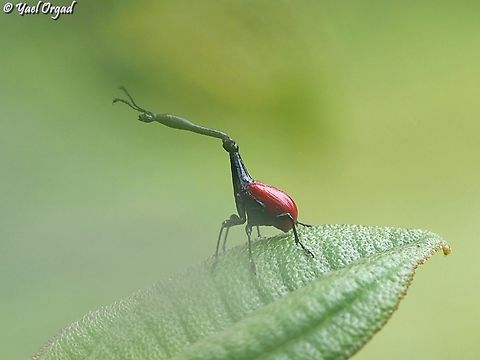 Trachelophorus giraffa  Geotagged,Giraffe Weevil,Madagascar,Spring,Trachelophorus giraffa