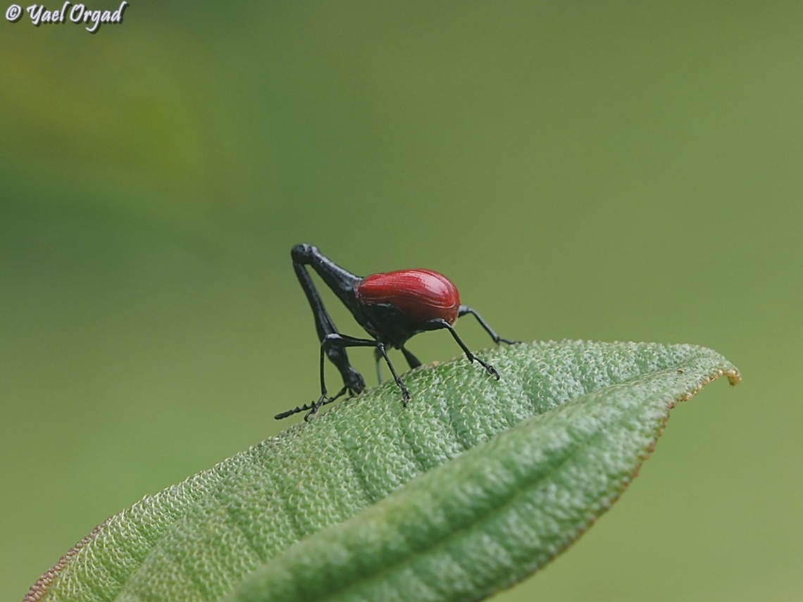 Trachelophorus giraffa  Geotagged,Giraffe Weevil,Madagascar,Spring,Trachelophorus giraffa