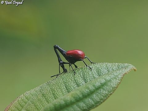 Trachelophorus giraffa  Geotagged,Giraffe Weevil,Madagascar,Spring,Trachelophorus giraffa