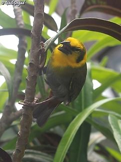 Ploceus nelicourvi  Geotagged,Madagascar,Nelicourvi Weaver,Ploceus nelicourvi,Spring