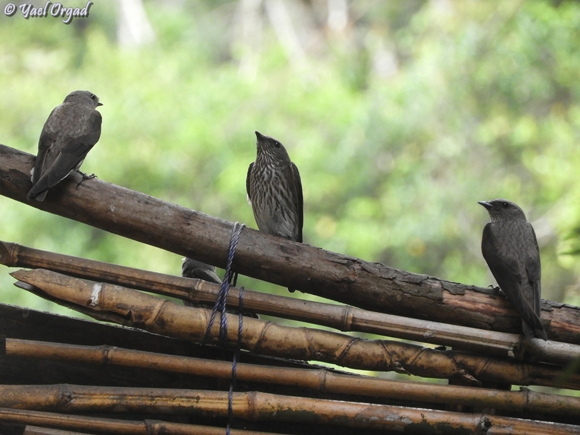Phedina borbonica  Geotagged,Madagascar,Mascarene Martin,Phedina borbonica,Spring