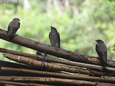 Phedina borbonica  Geotagged,Madagascar,Mascarene Martin,Phedina borbonica,Spring