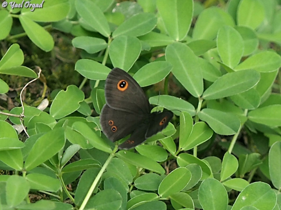 Genus Strabena. beautiful black butterfly, quite small (wingspan of about 3 cm) <br />
I found the genus, looking for species... <br />
at Ranomafana, Madagascar Fall,Geotagged