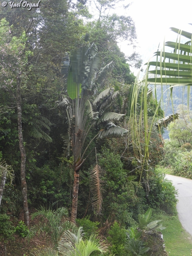 Ravenala blancii  Geotagged,Madagascar,Ravenala blancii,Spring