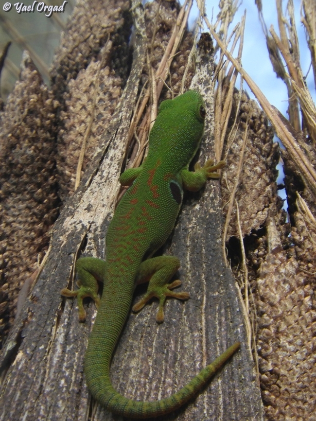 Phelsuma quadriocellata ssp. quadriocellata  Fall,Geotagged,Peacock Day Gecko,Phelsuma quadriocellata
