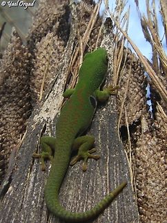 Phelsuma quadriocellata ssp. quadriocellata  Fall,Geotagged,Peacock Day Gecko,Phelsuma quadriocellata