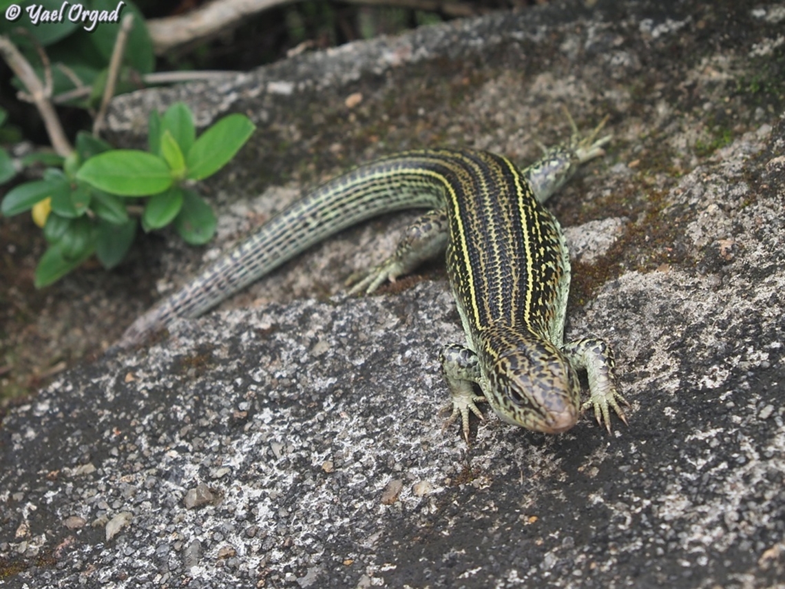 Ornate Girdled Lizard - Zonosaurus ornatus Ranomafana Geotagged,Madagascar,Ornate Girdled Lizard,Spring,Zonosaurus ornatus