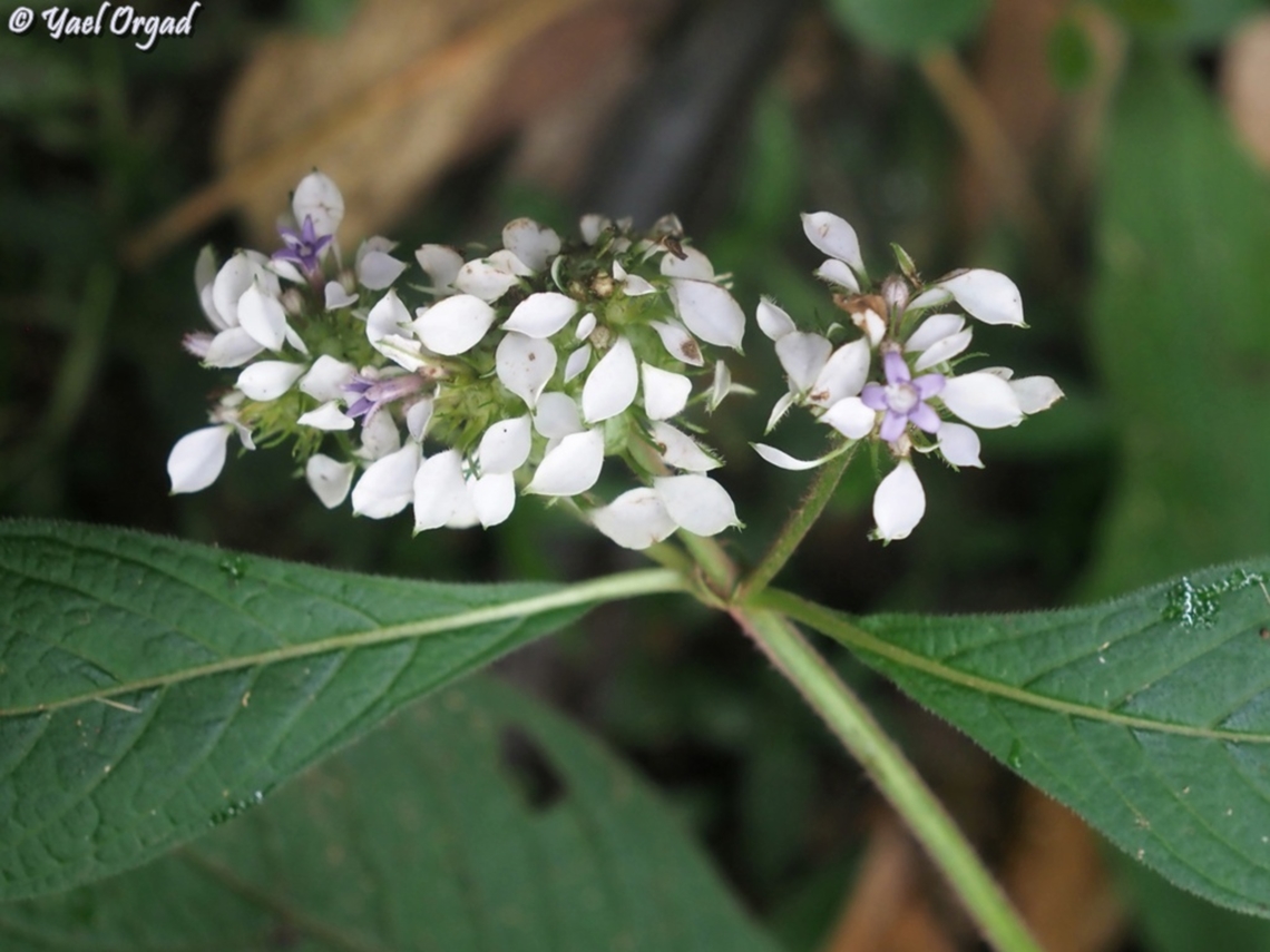 Phyllopentas austro-orientalis  Geotagged,Madagascar,Phyllopentas austro-orientalis,Spring
