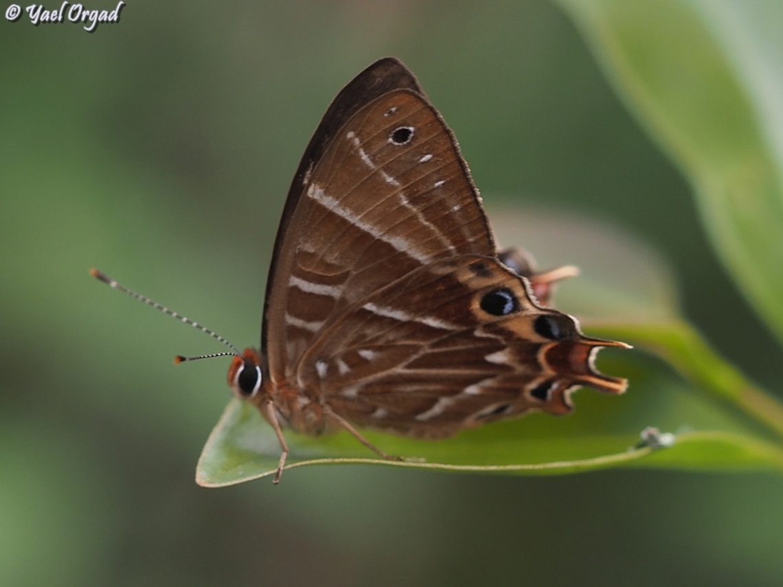 Saribia my first encounter with a butterfly of the Riodinidae family, still looking for the exact species...  Geotagged,Madagascar,Spring