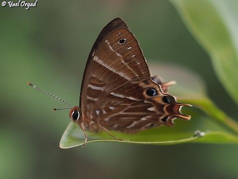 Saribia my first encounter with a butterfly of the Riodinidae family, still looking for the exact species...  Geotagged,Madagascar,Spring