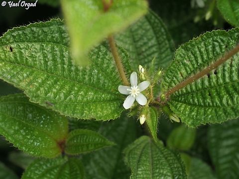 Miconia crenata Originates in South America, Invasive in Madagascar. this one was in Ranomafana NP Geotagged,Madagascar,Miconia crenata,Spring
