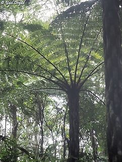 Cyathea-PB261044