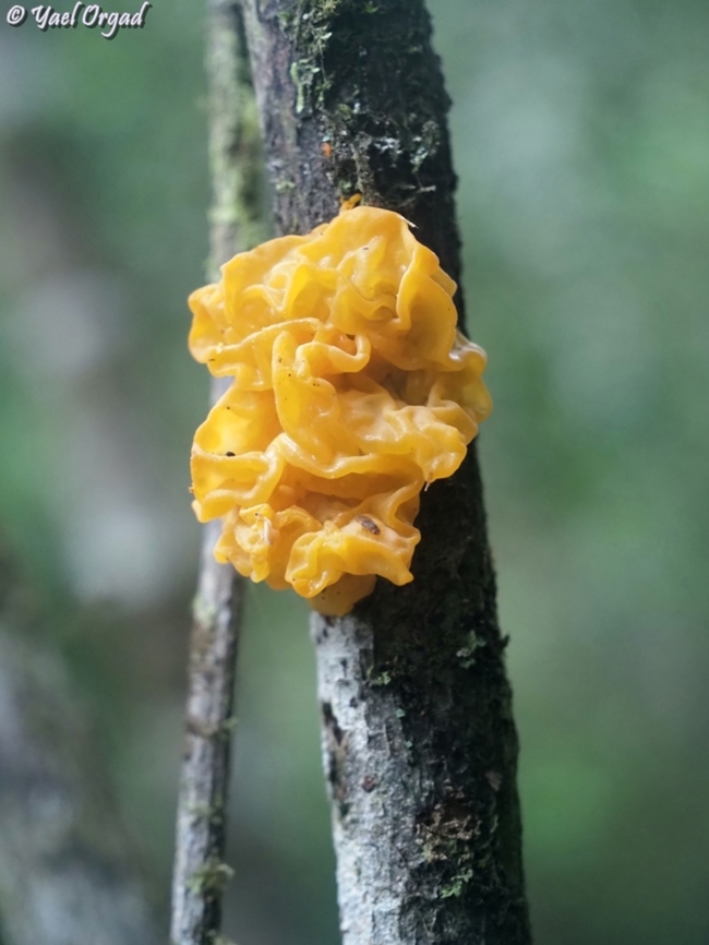 Tremella mesenterica  Geotagged,Madagascar,Spring,Tremella mesenterica,Witch's Butter