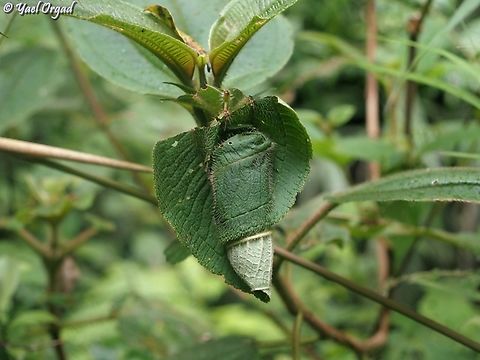 Beetles egg-nest we saw several structures like this one on trees from the Genus Dichaetanthera - our guide explained that the Giraffe Weevil (Trachelophorus giraffa) builds them and lay their eggs inside. the male & female actually collaborate, they cut the leaf and roll it using their long "necks" to create this protected package. 
 Geotagged,Giraffe Weevil,Madagascar,Spring,Trachelophorus giraffa