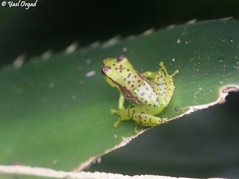 Guibemantis pulcher Ranomafana, in a Pandanus tree Geotagged,Guibemantis pulcher,Madagascar,Spring,Tsarafidy Madagascar Frog