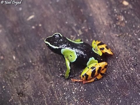 Mantella baroni  Baron's Mantella,Geotagged,Madagascar,Mantella baroni,Spring