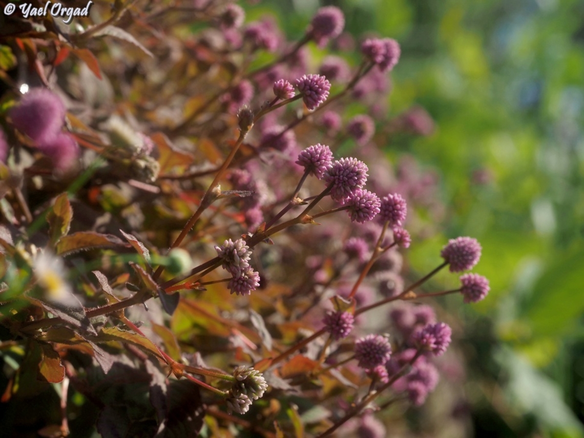 Persicaria capitata Pink Knotweed<br />
Ranomafana<br />
 Fall,Geotagged,Madagascar,Persicaria capitata,Pink-headed Persicaria,Spring