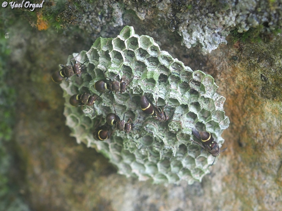 Ropalidia minor  Fall,Geotagged,Madagascar,Ropalidia minor,Spring