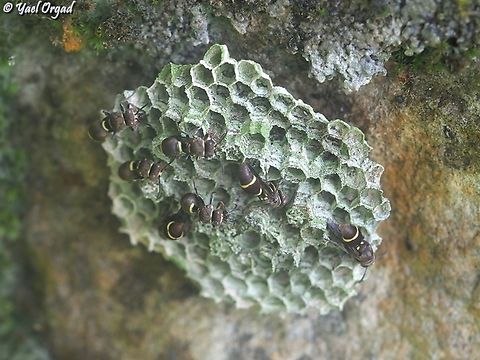 Ropalidia minor  Fall,Geotagged,Madagascar,Ropalidia minor,Spring