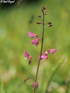Desmodium incanum  Desmodium incanum,Geotagged,Madagascar,Spring
