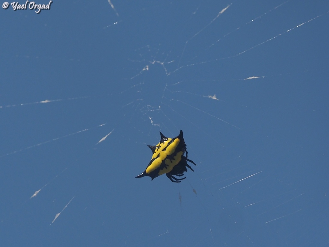 Gasteracantha rhomboidea  Gasteracantha rhomboidea,Geotagged,Madagascar,Spring