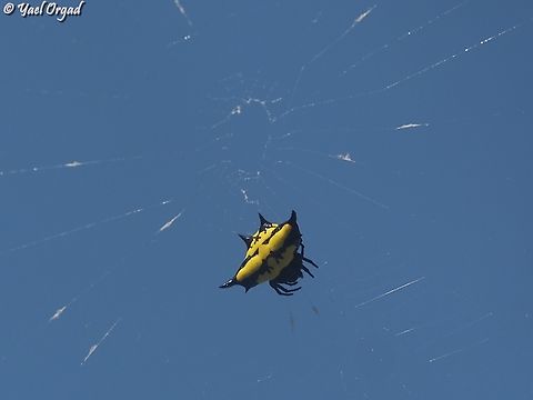 Gasteracantha rhomboidea  Gasteracantha rhomboidea,Geotagged,Madagascar,Spring